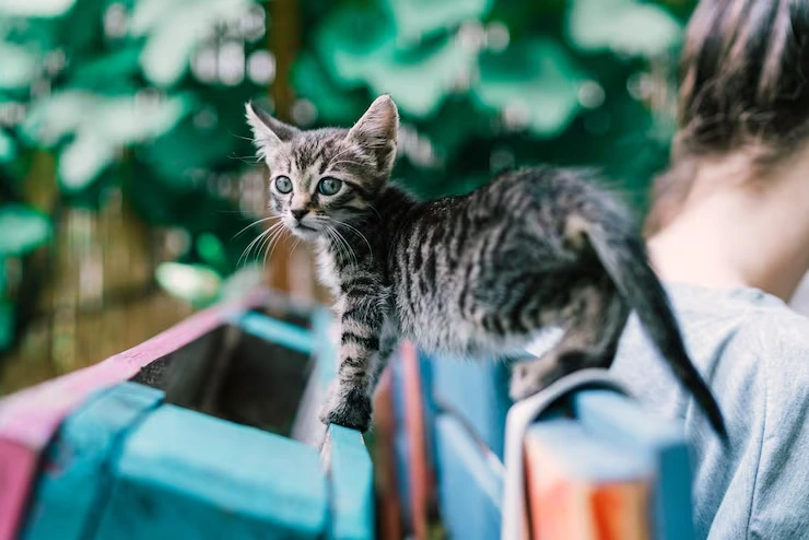 Cat Relocation Services From the USA to Albania