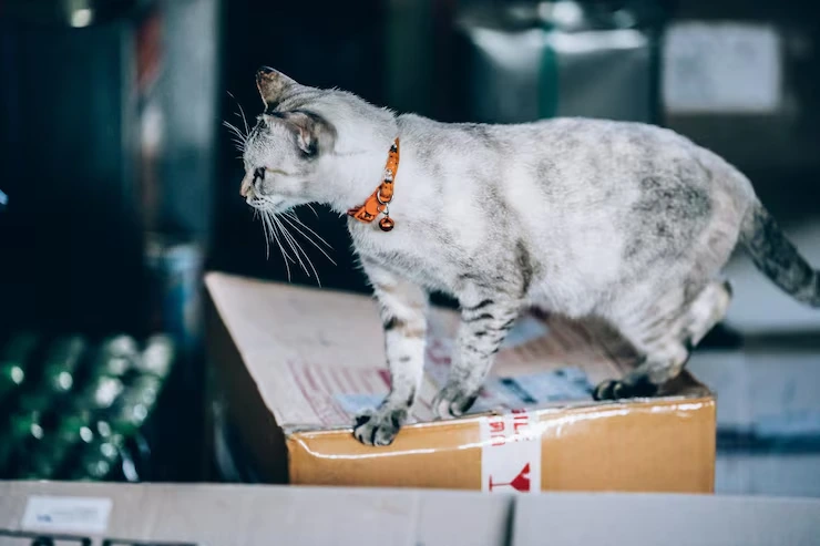 Cat Relocation Services From the USA to Bosnia