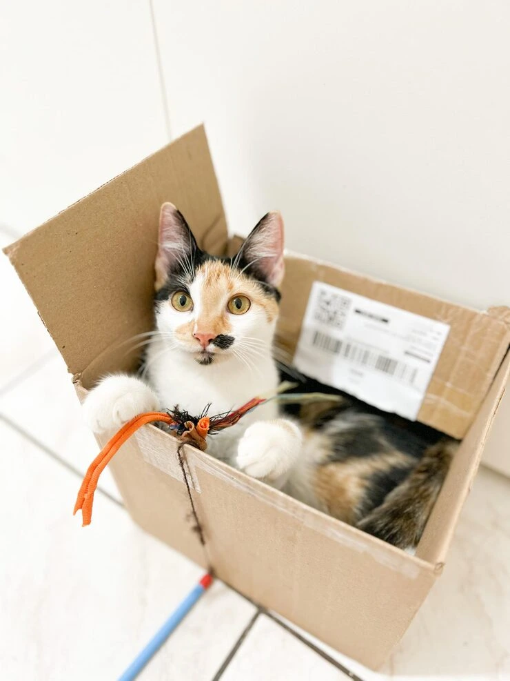 Cat Relocation Services From the USA to Cyprus
