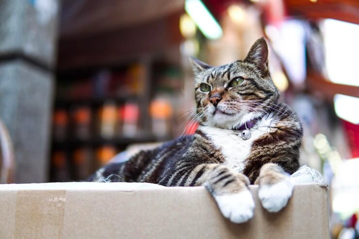 Cat Relocation Services From the USA to France