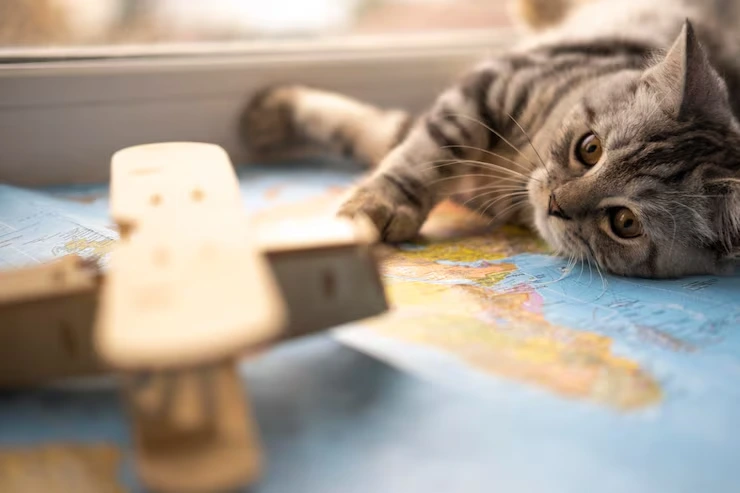Cat Relocation Services From the USA to Greece