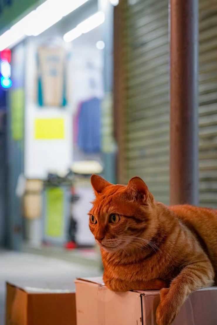 Cat Relocation Services from USA to Switzerland