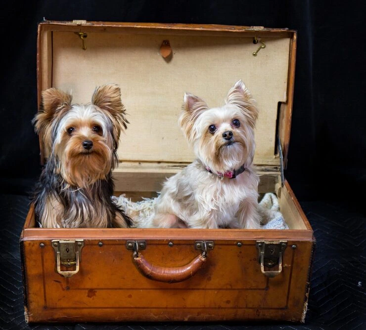 Customized Pet Crates and Travel Preparation