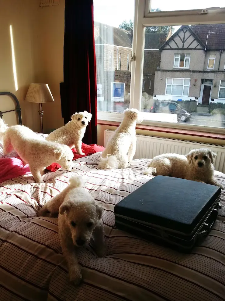 Diplomatic Pet Relocation Services From USA to Serbia