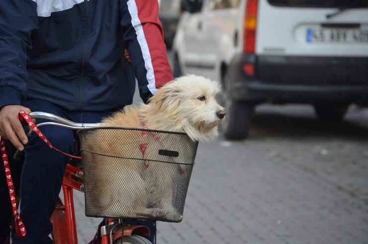 Diplomatic Pet Relocation Services From the USA to Cyprus