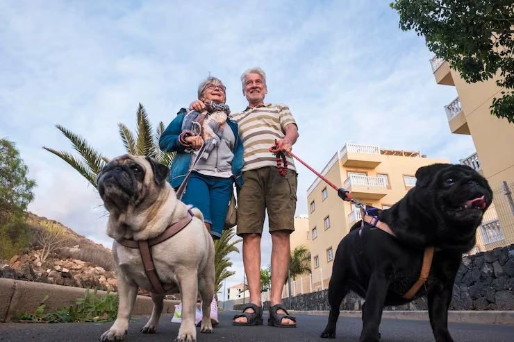 Diplomatic Pet Relocation Services from the USA to Turkey