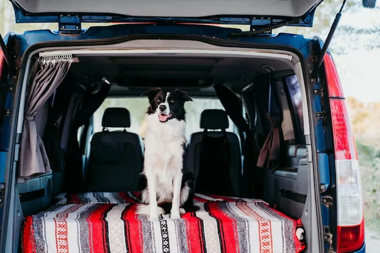 Dog Transport Services From the USA to Cyprus