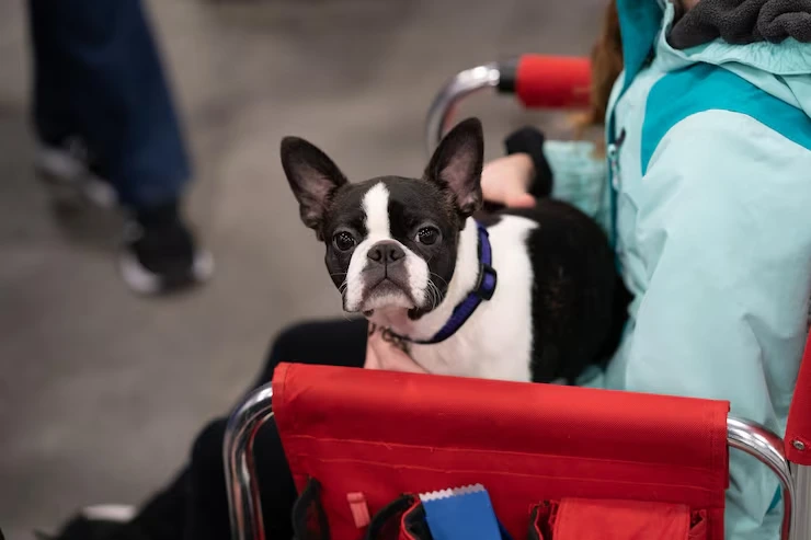 Dog Transport Services From the USA to Greece