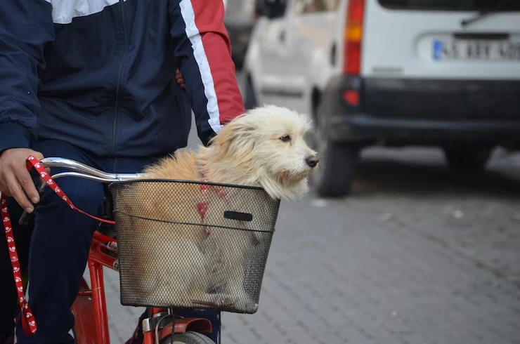 Dog Transport Services From the USA to Luxembourg