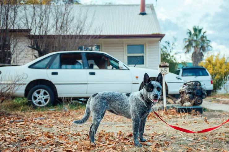 Dog Transport Services from USA to Switzerland