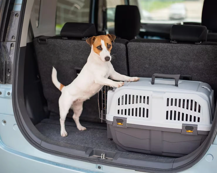 Door-to-Door Pet Transport