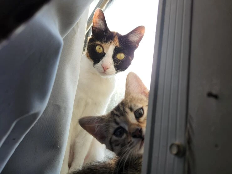 Door-to-Door Pet Transport Service