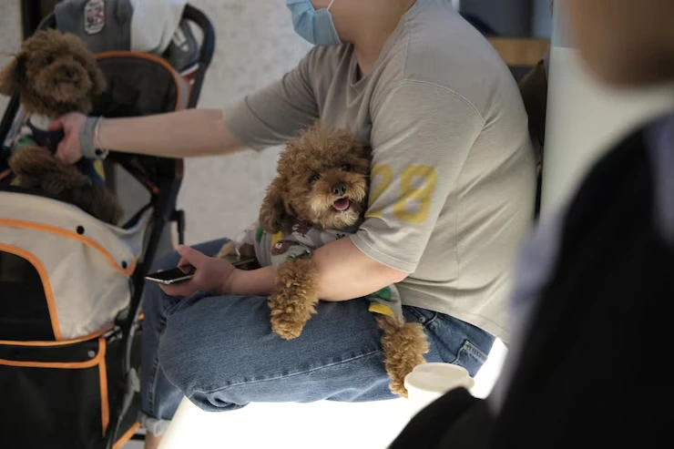 Emergency Pet Transport Solutions