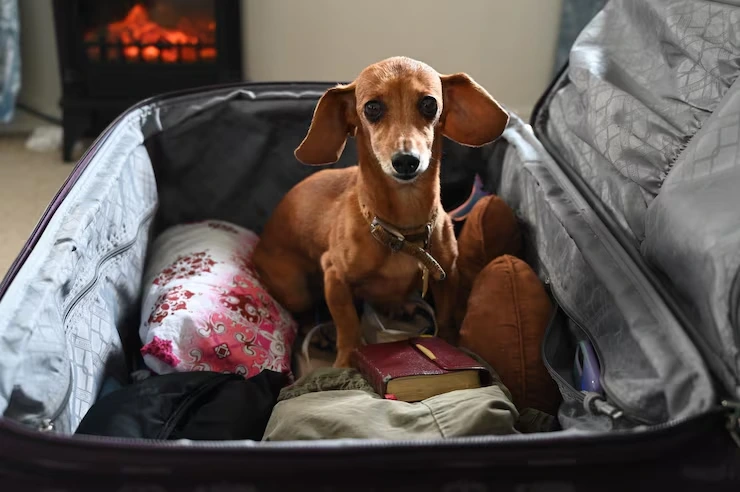 Exotic Pet Relocation Services From the USA to Cyprus