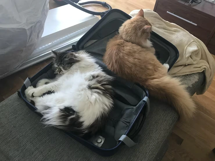 Exotic Pet Relocation Services From the USA to Montenegro