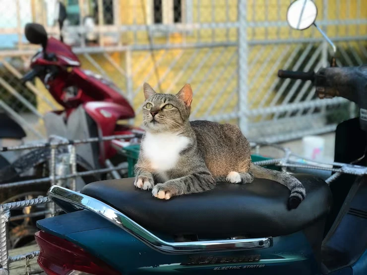 Ground Transportation in the USA and Europe