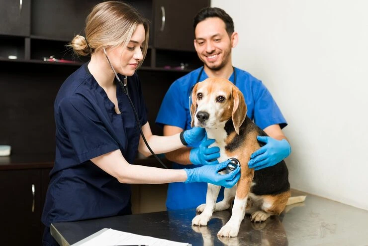 Health Check and Veterinary Services