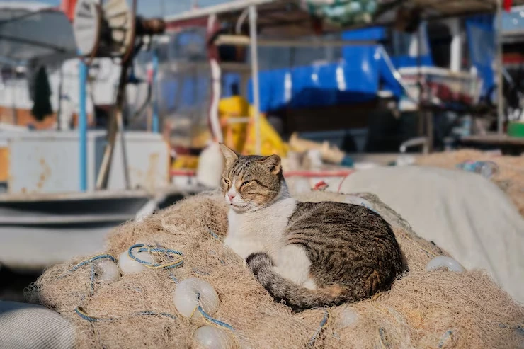 Cat Relocation from USA to Germany for Safe and Stress-Free Transport
