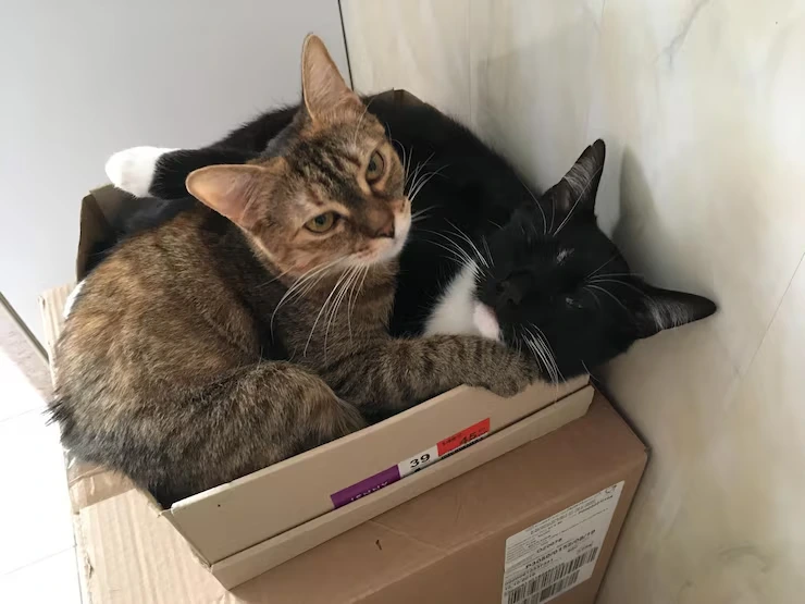 Multi-Cat Relocation Packages