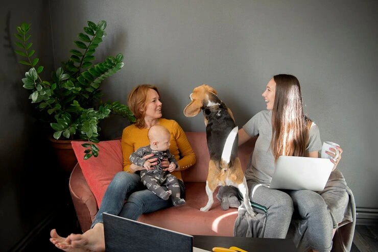 Pet Accommodation and Quarantine Coordination