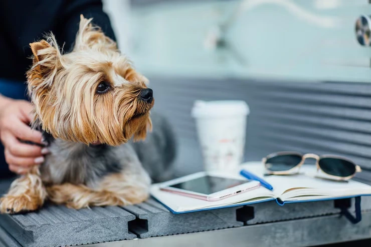 Pet Flight Booking and Routing
