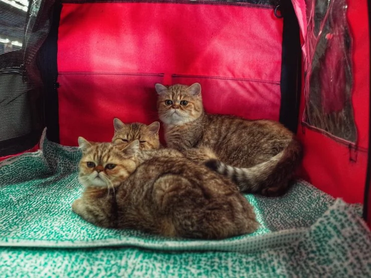 Pet Relocation Logistics and Ground Transport