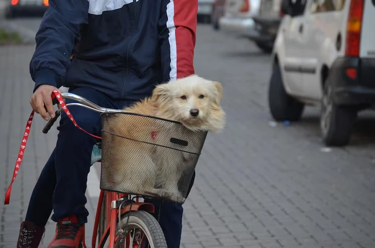 Pet Transport Coordination