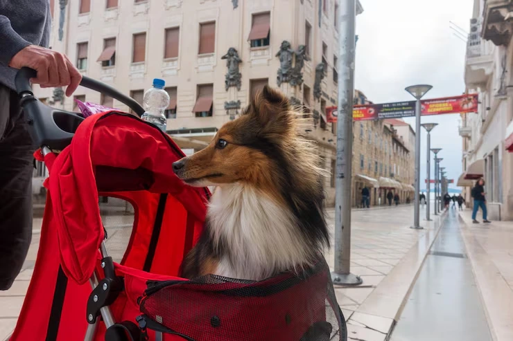 Pet Transport Services From the USA to Albania