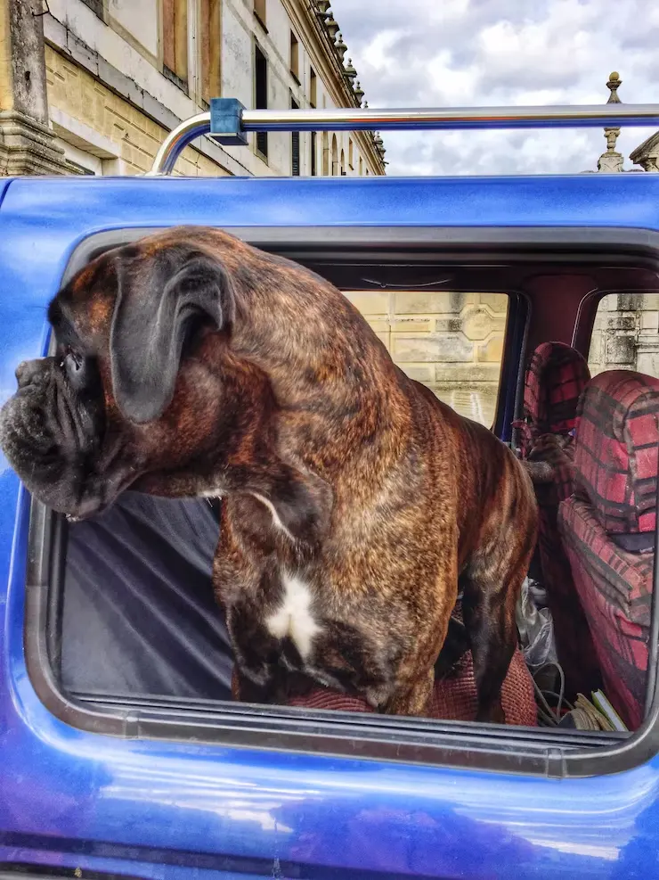 Pet Transport Services From the USA to Bosnia