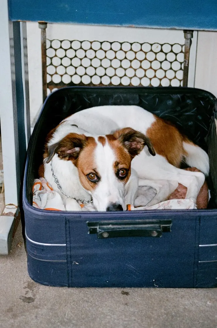 Pet Transport Services from USA to Switzerland