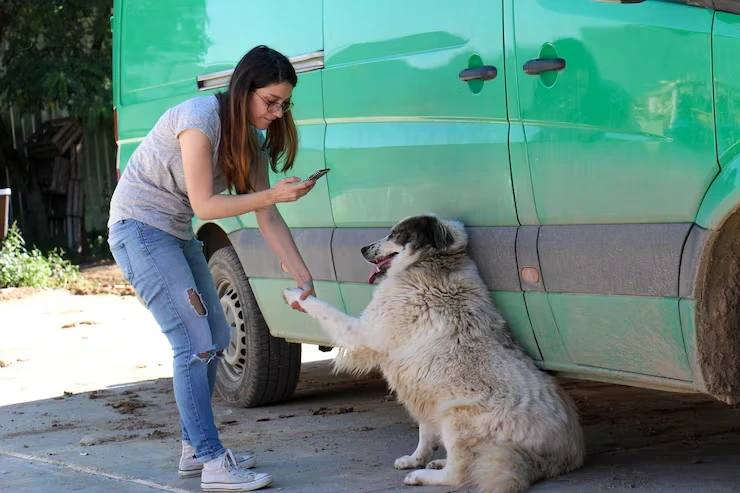 Pet Transport Services from the USA to Belarus