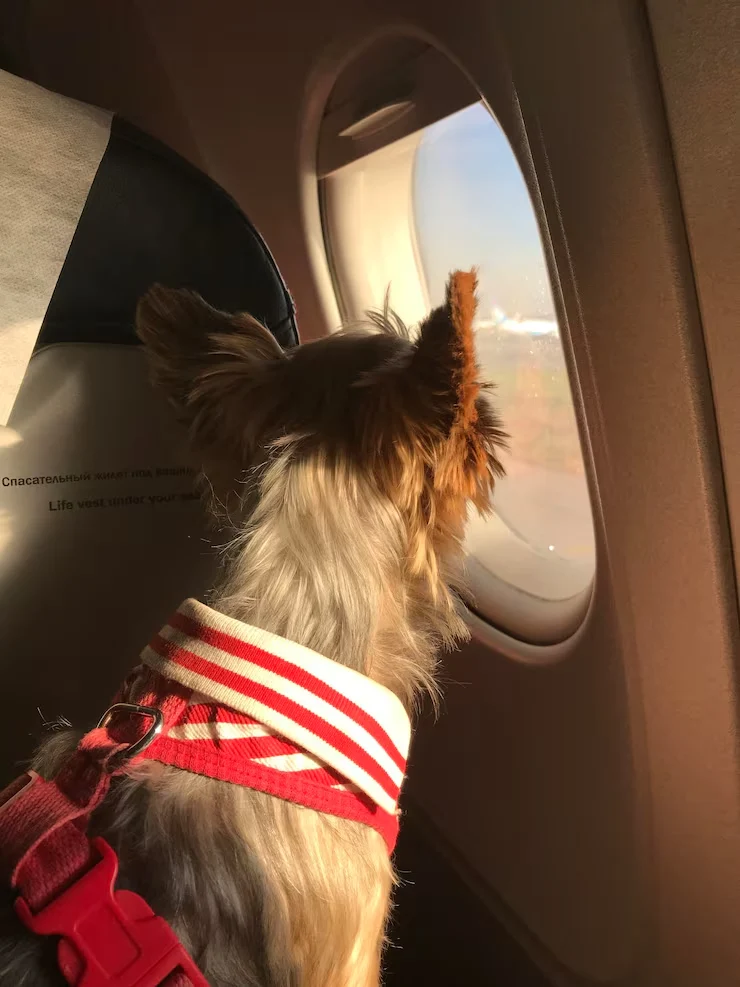 Private Jet Group Sharing Option