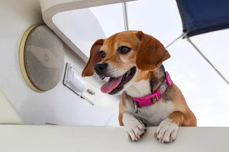 Private Jet Pet Flights