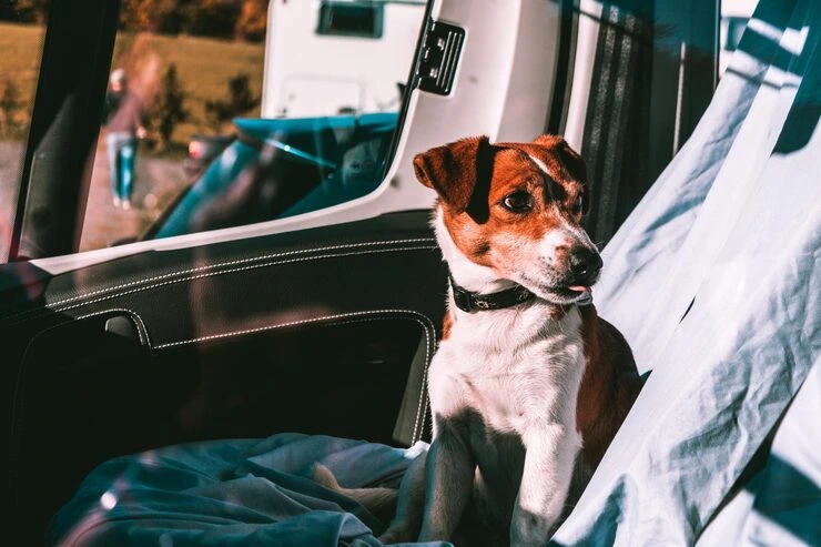 Private Jet Pet Transport