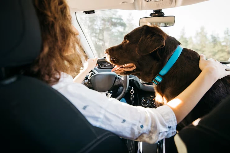 Private Jet Pet Transport Services From the USA to Serbia