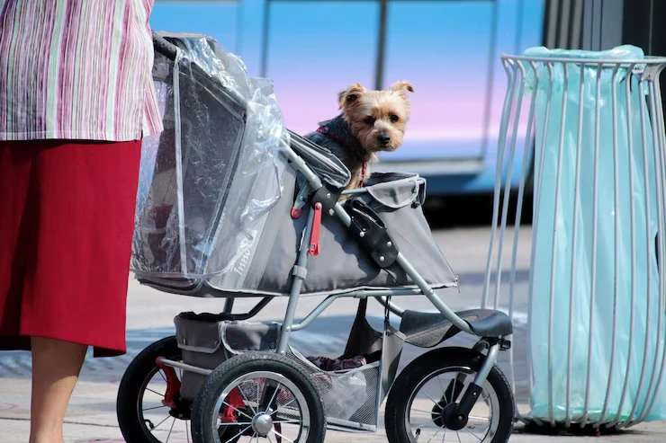 Private Jet Pet Transport Services From the USA to Cyprus