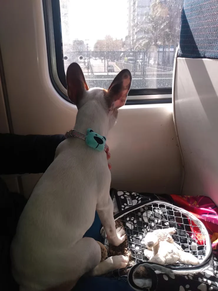 Private Jet Pet Transport Services From the USA to Bosnia