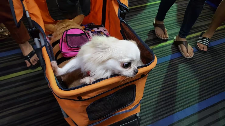 Safe Pet Transportation Logistics