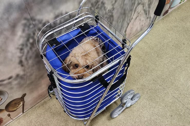 USA to Germany Exotic Pet Relocation Services