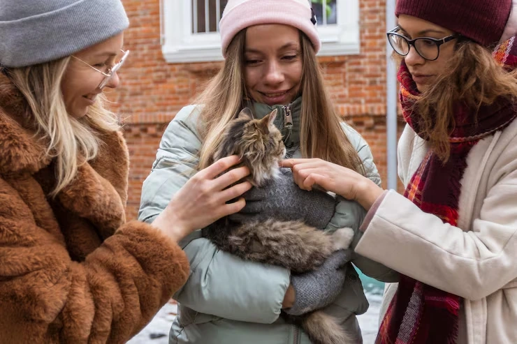 USA to Sweden Cat Relocation Services