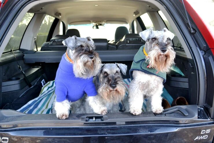 VIP Pet Transport Package