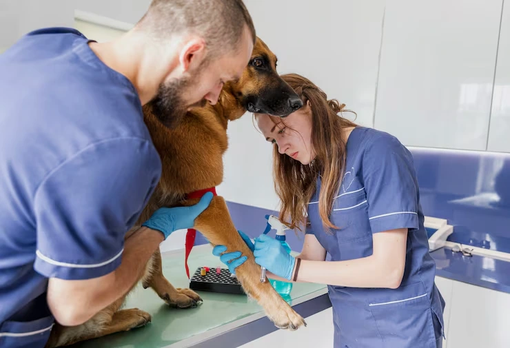 Veterinary Coordination and Pre-Travel Health Checks