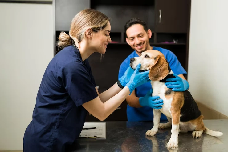 Veterinary Documentation Assistance