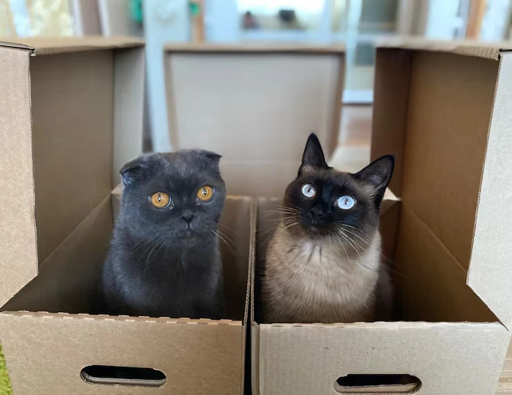 USA to Sweden Cat Relocation Services