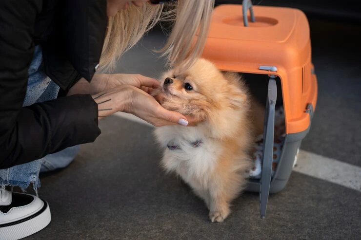 Exotic Pet Relocation Services From the USA to Cyprus