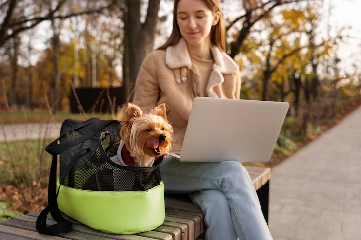 Dog Transport Services From the USA to Norway