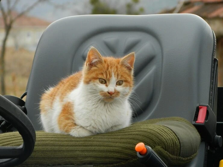 Top rated luxury cat transport from usa to europe