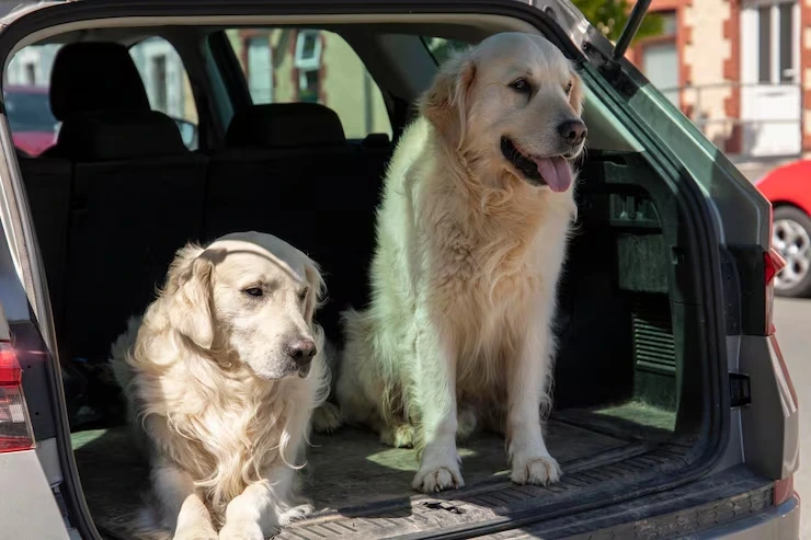 Trusted dog transport services for usa to europe travel