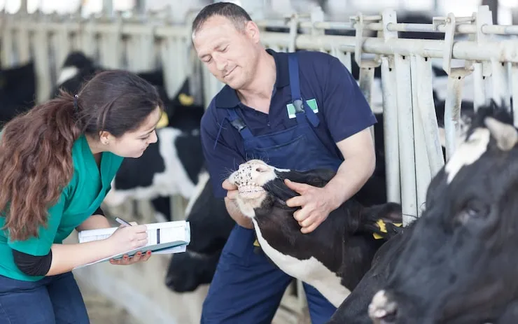 Customs & Import Assistance in Belgium