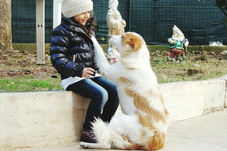 Diplomatic Pet Relocation Services From the USA to Belgium